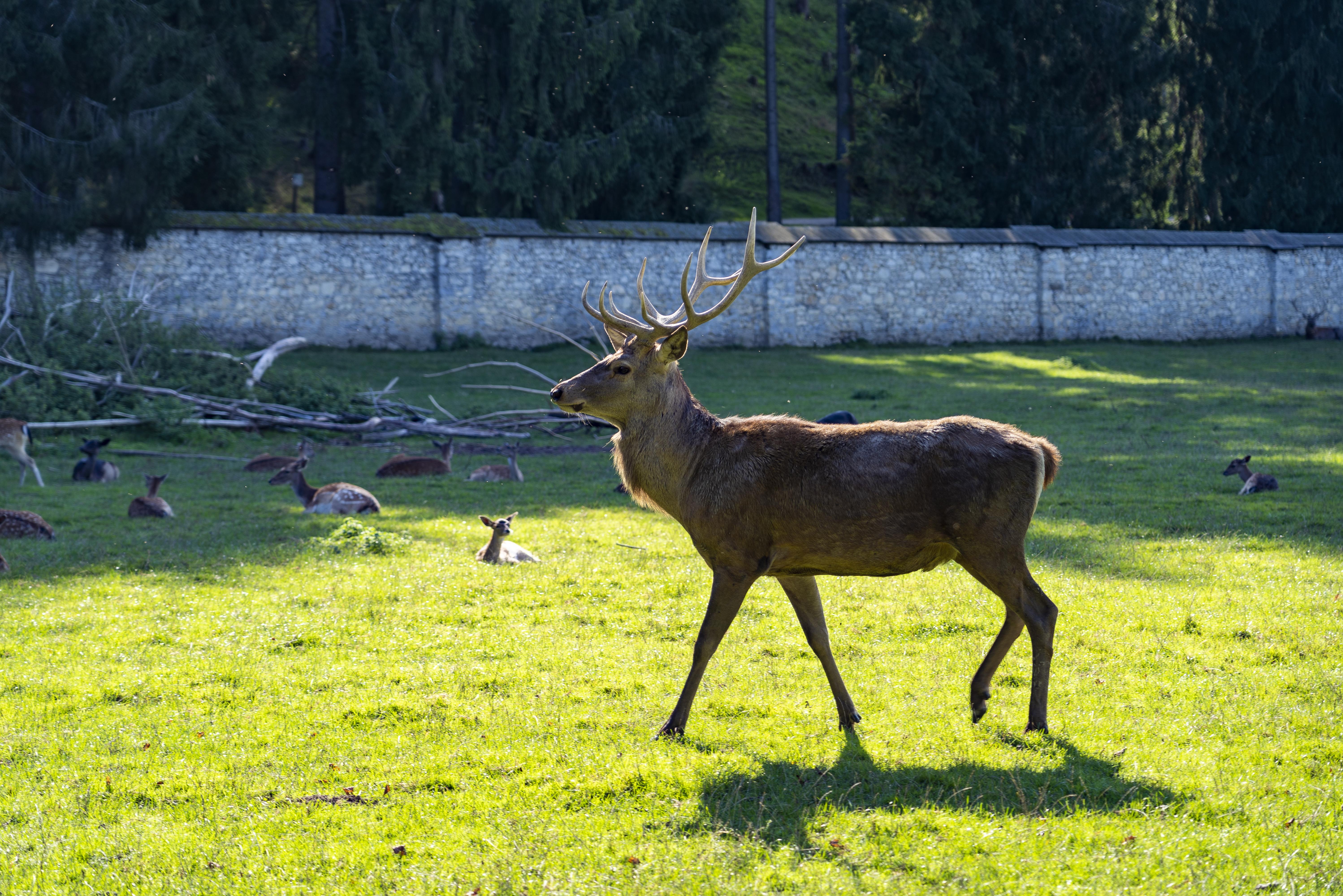 Tierpark Rosegg