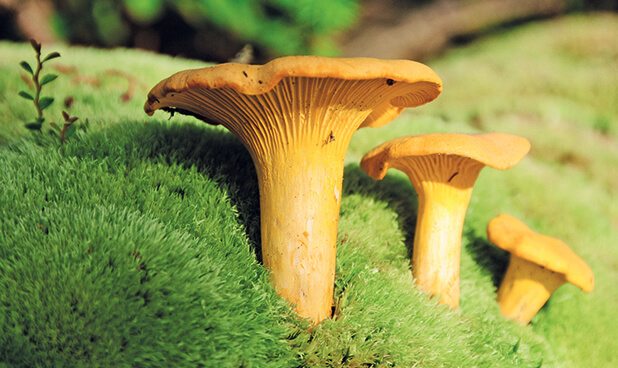 Mushroom Museum