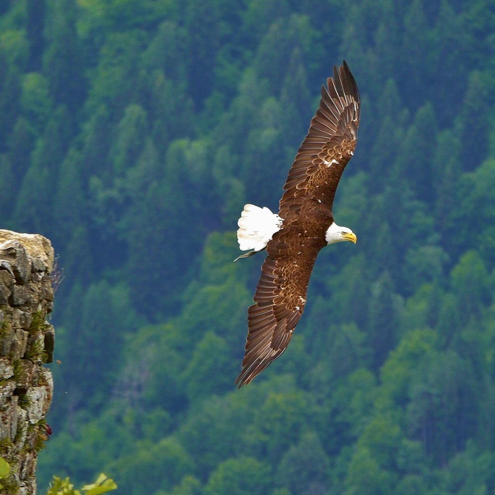 Landskron Castle Eagle Show