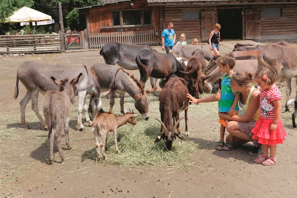 Donkey Park – Maltatal Valley