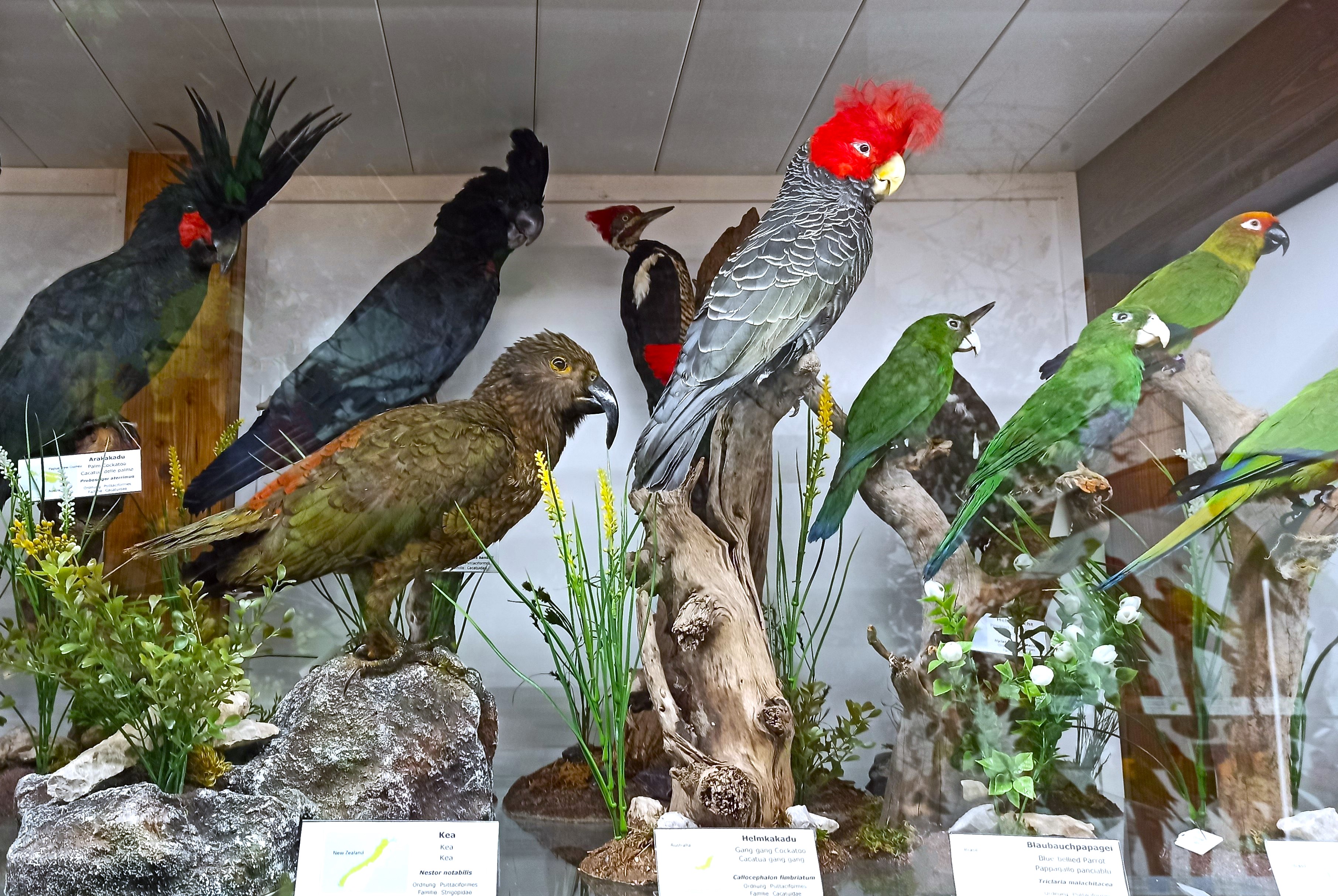 Vanni’s Vogelwelt