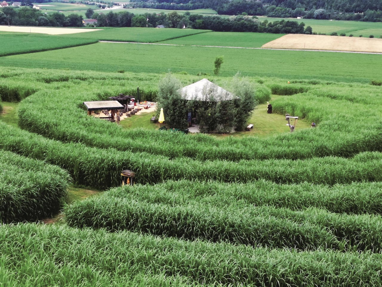 Elephant Grass Maze