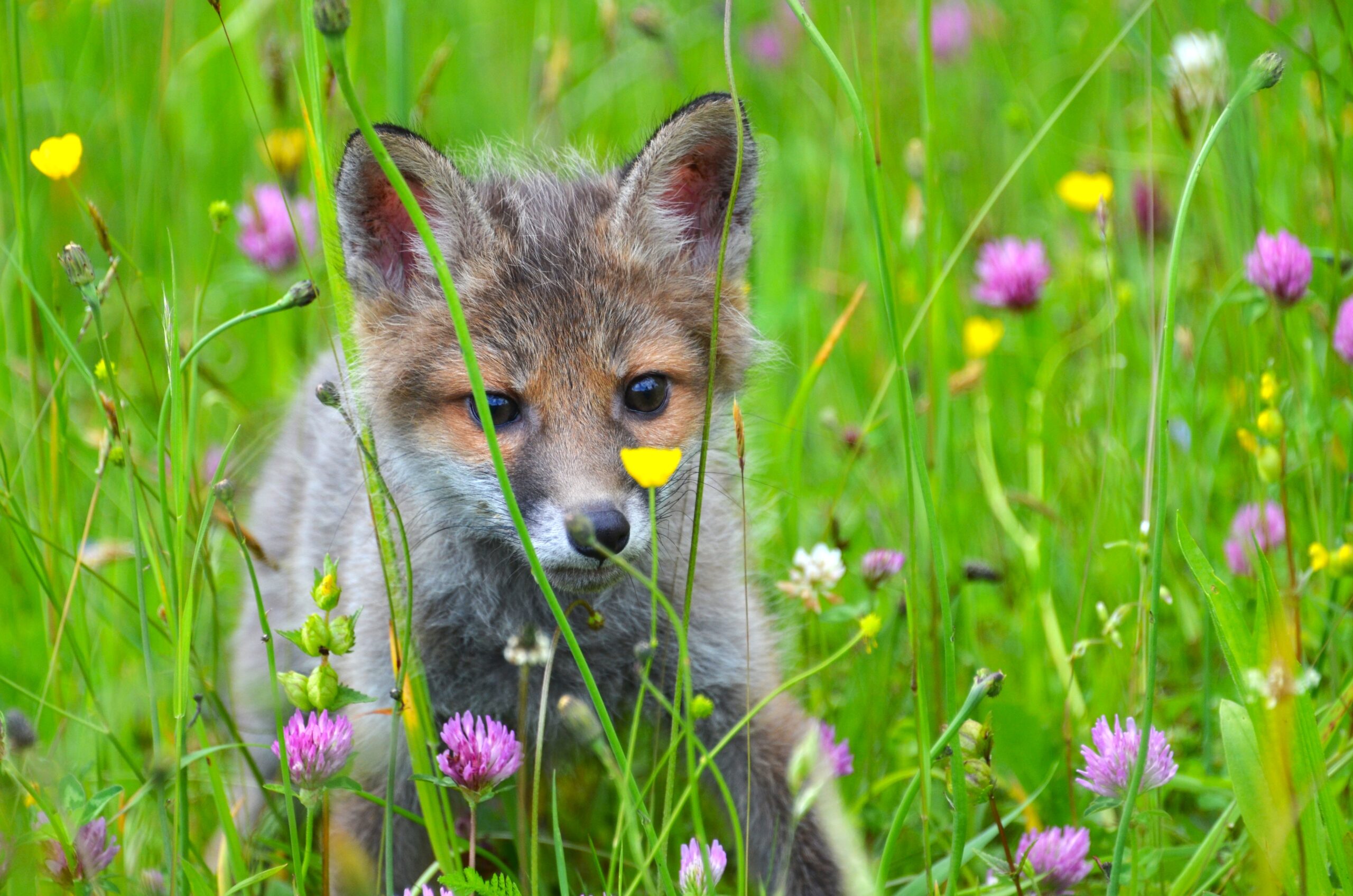 Wohnzimmer Natur