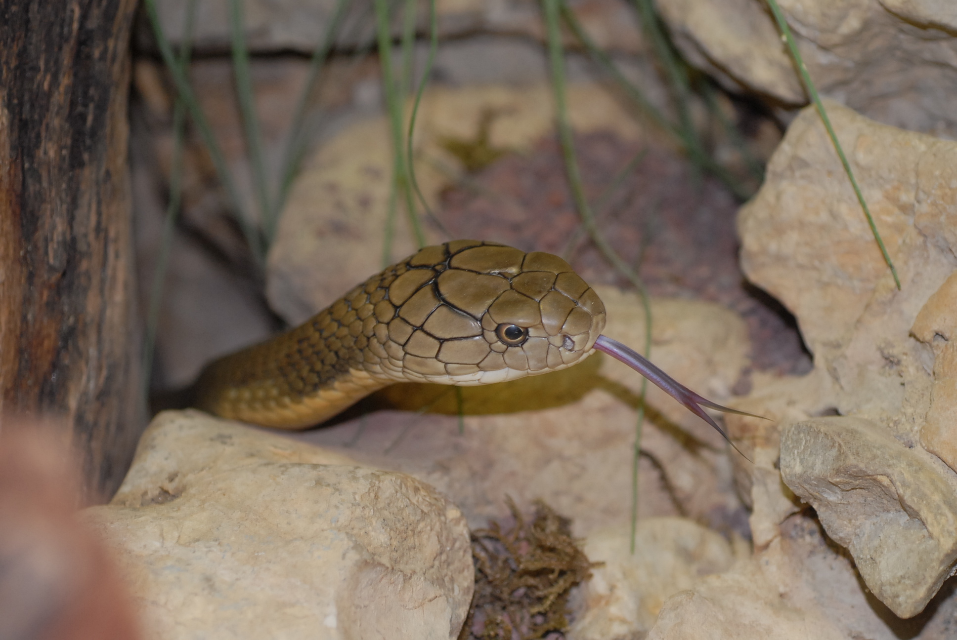 Happ Reptile Zoo