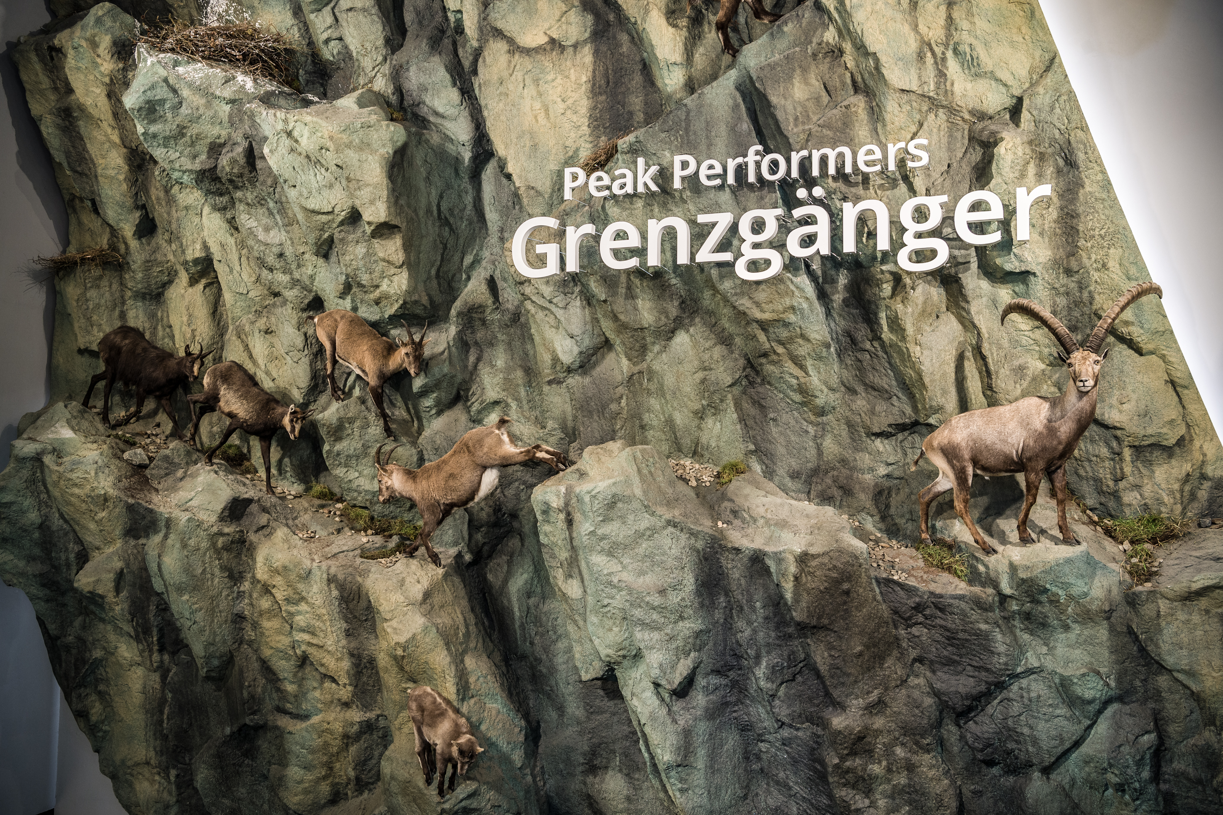 Hous of the Ibex/Nationalpark Hohe Tauern